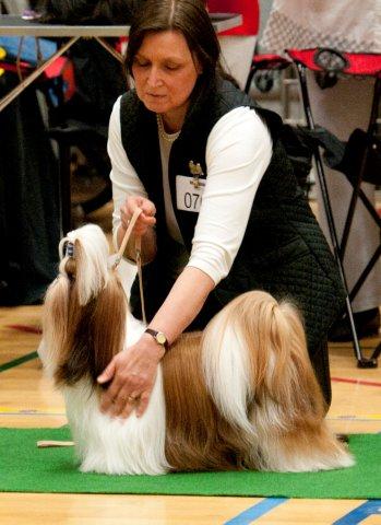 shih Tzu Danmark